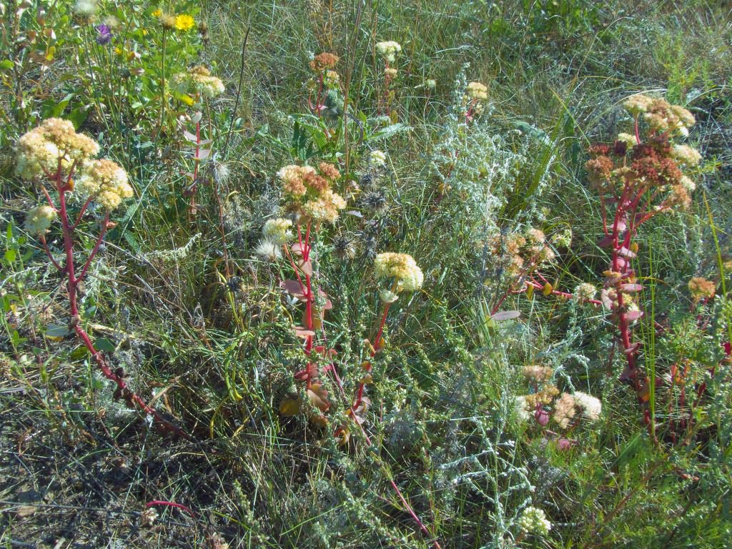 Hylotelephium maximum (L.)